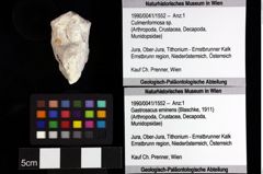 Foto (Objket + Etiketten) von Goniodromites complanatus (Reuss, 1858) 